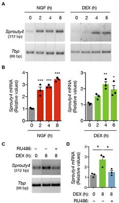 Sprouty4 at the crossroads of Trk neurotrophin receptor signaling suppression by glucocorticoids